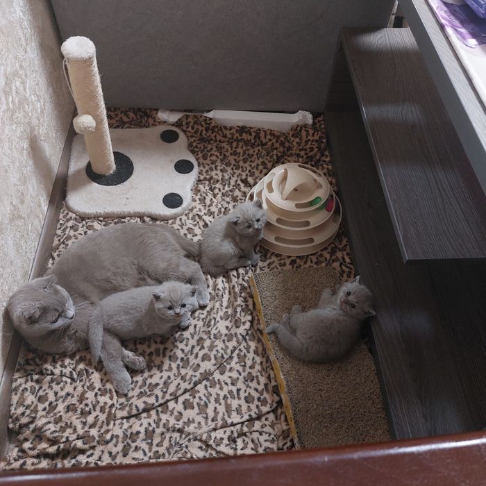 Котята шатландской пароды лиловый окрас открыта бронирование