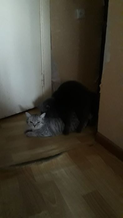 Вязка британского кота