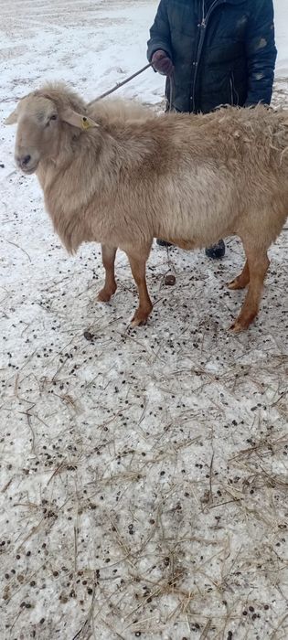 Продам кошкаров производителей