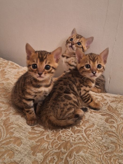 Бенгальские котята,  бенгал