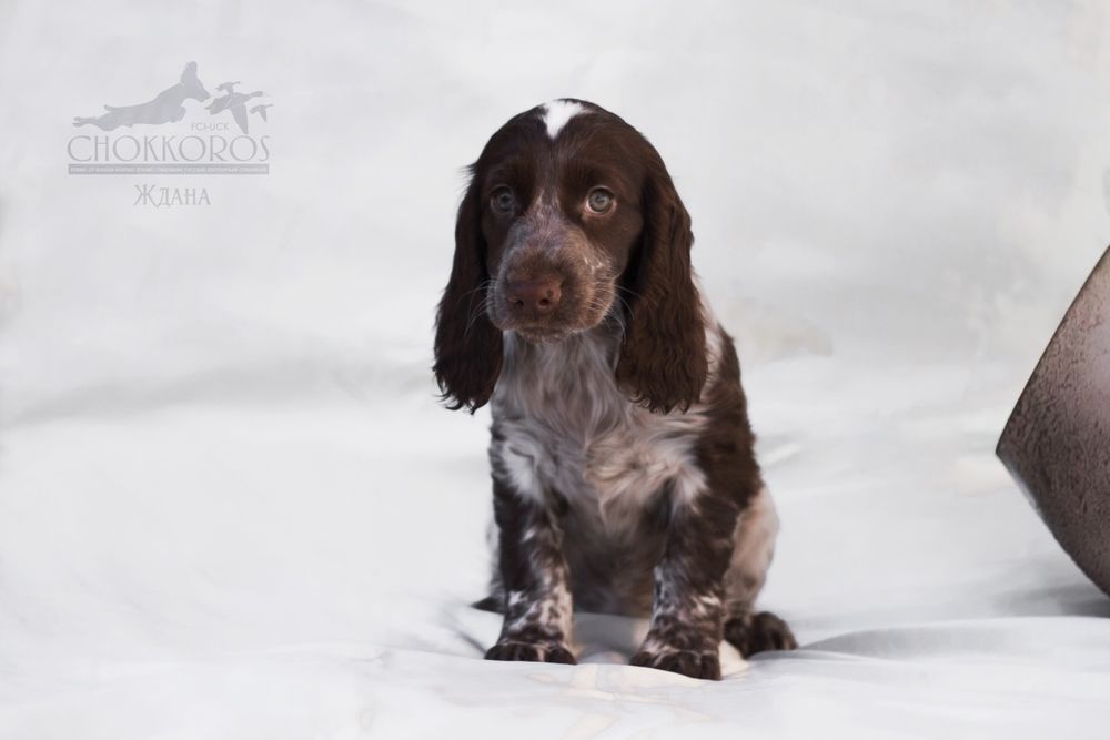 Спаниельки с документами.