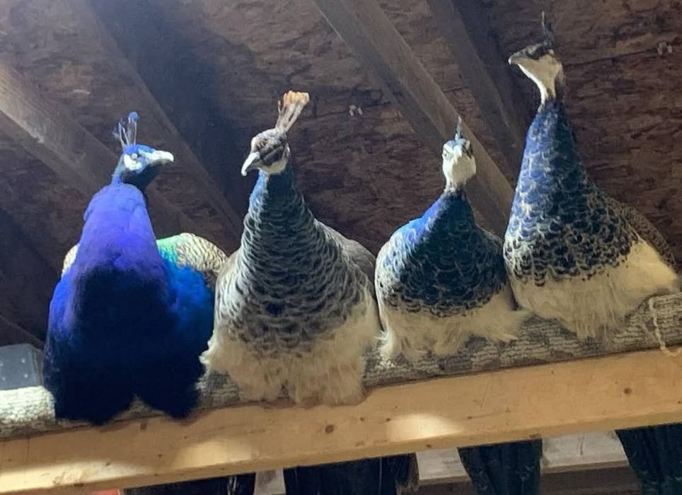 Маленький павлин, фото папы .