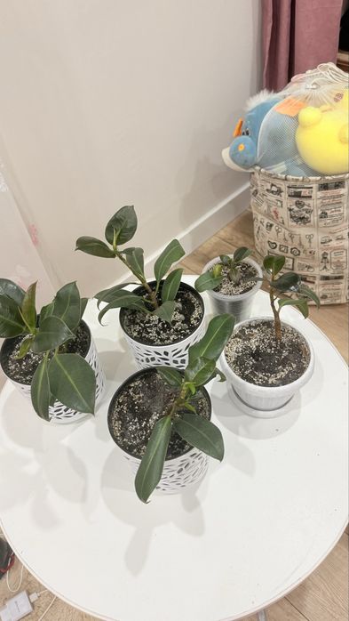 Продам фикус и замиакулька