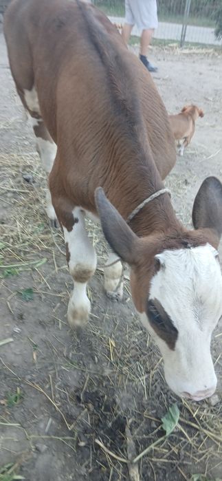Vand vitea de 2 luni