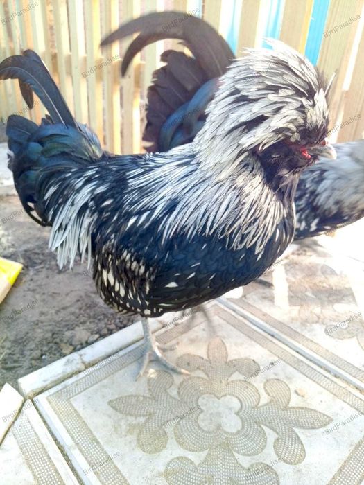 Эксклюзив! Черный Падуан.