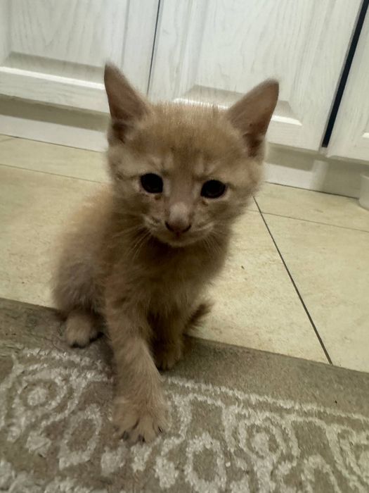 Кошки бесплатно в хорошие руки