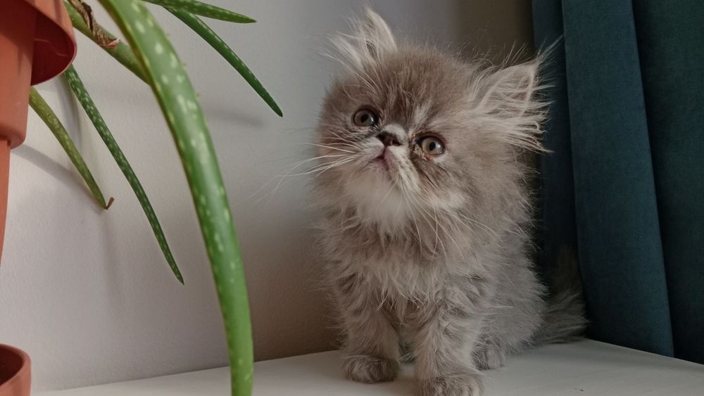 Персидский котёнок мальчик серый