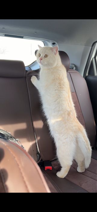 Британская шиншилла