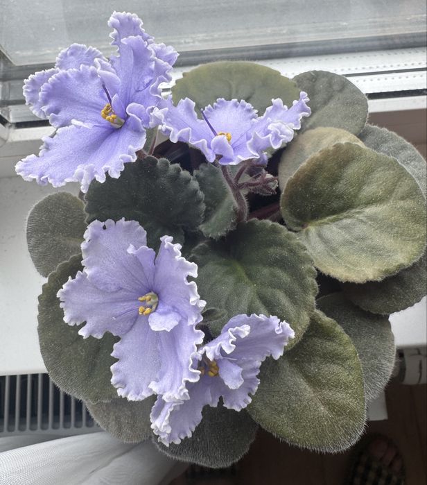 Продам сортовые фиалки