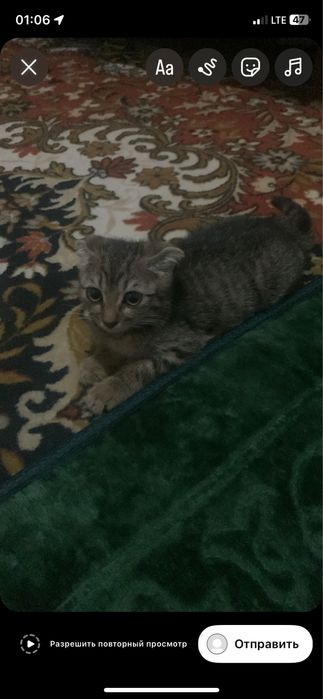 Zottor mushuklar sotiladi skotish fold va skotish strytlar