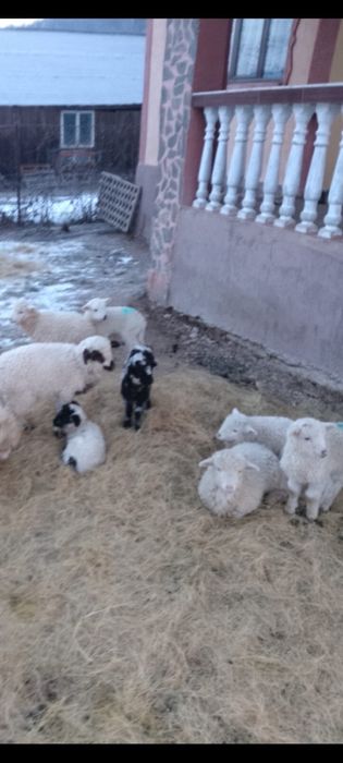 Vand oi cu miei , detalii la telefon