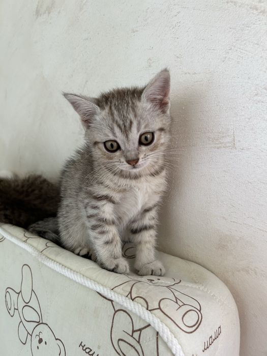 Продается котенок сладкий маленький мальчик британец
