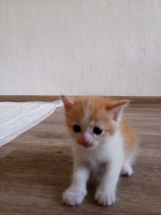 Котенок рыжик мальчик
