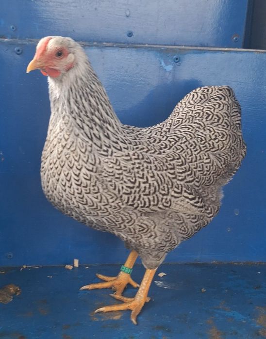 Pereche Wyandotte pitic argintiu cu duble benzi