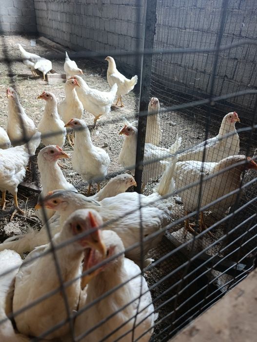 Продам кур несушик коралл