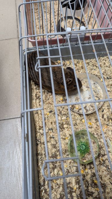 Морская свинка девочка 1 год