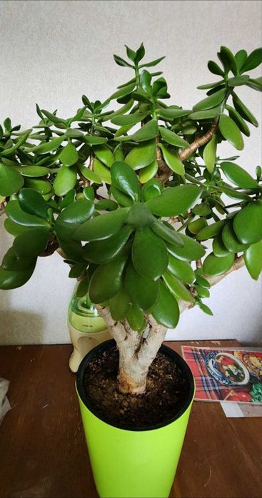 Растение "Красула" - (Денежное дерево)