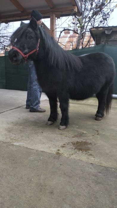 Poneița de vânzare