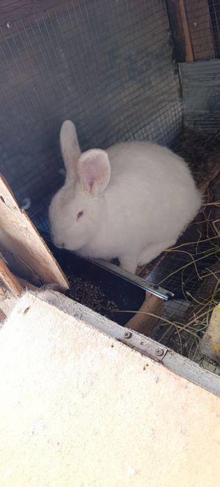 Quyon sotiladi Hikol samka