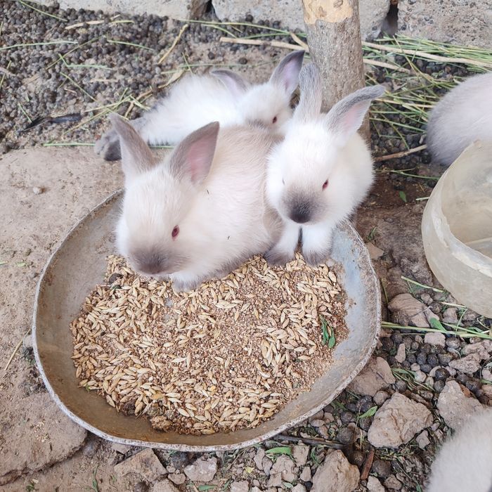 Kalif quyonlarimiz sotiladi. Harxilidan bor.