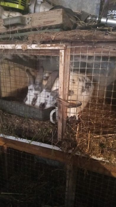 Продам кроликов шиншилла, бабочки