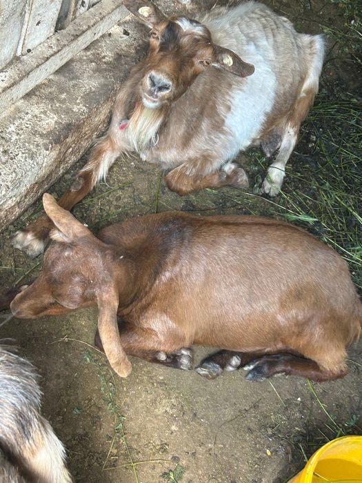 Capre de vânzare s au schimb cu alte animale .