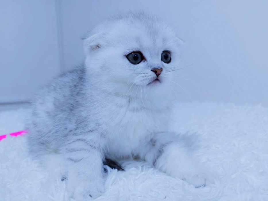 кошЕчки и коТики  ШотЛанДскиЕ