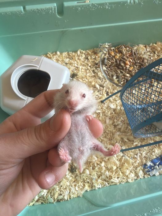 8 pui de hamsteri sirieni