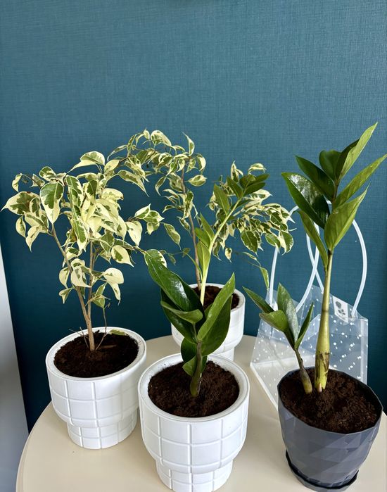 Продам комнатные растения