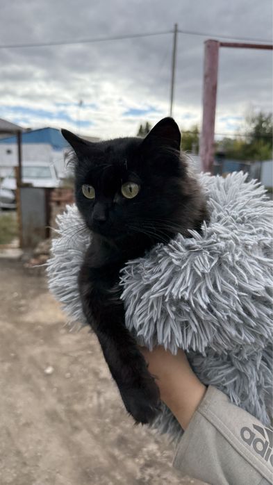 отдам котика в добрые руки