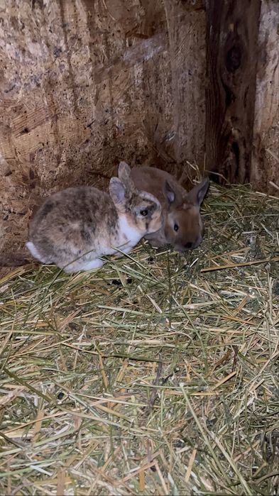 Iepurași  Holland Lop și Rex pitic disponibili !