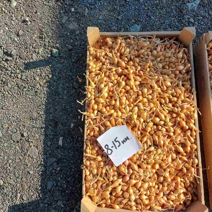 Арпаджик и Балучка