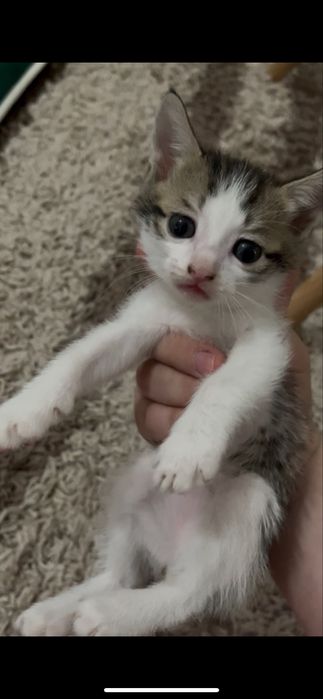 маленькие котята милые