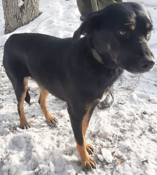 ПорОдиСтыЕ соБаЧки а приюте