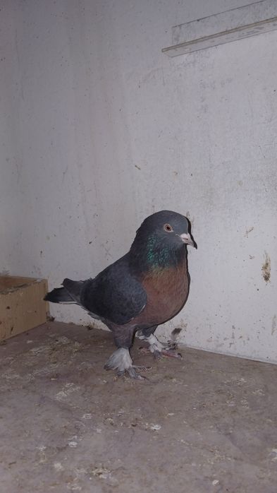 Голубка, порода миро , за 5 000 т.