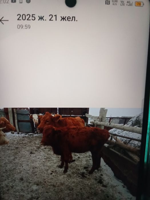 9 бас ұрғашы баспақ сатам 270мыңнан