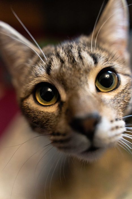 Котёнок мальчик 7 месяцев.