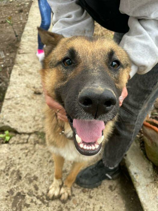 Немска Овчарка с чип