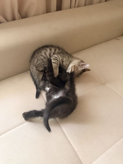 2 oylik mushuk bolalari hadyaga