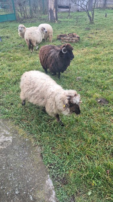 Vând 3 miele(500 buc) și 5 oi stramioare 800 lei buc)