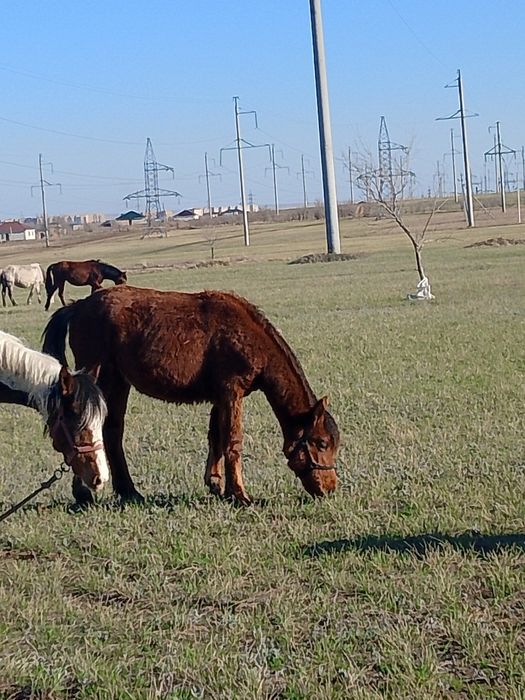 Тай тай ұрғашы еркек