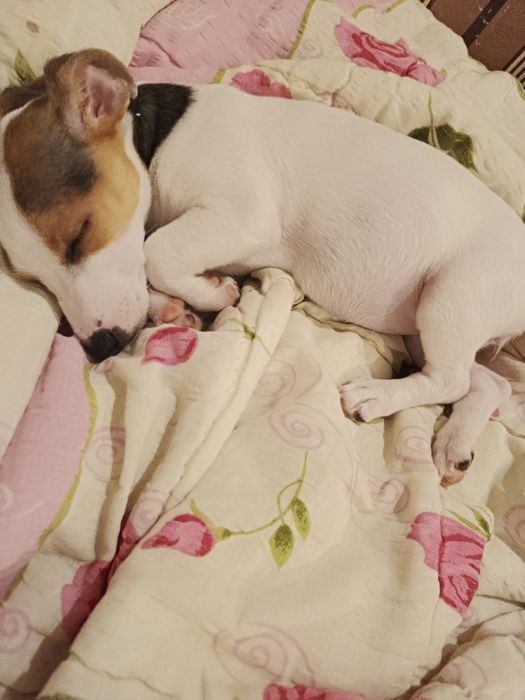 Джак ръсел мини териер