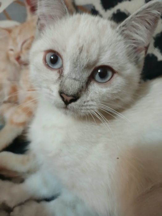 Котята  тайской породы ,голубоглазые.