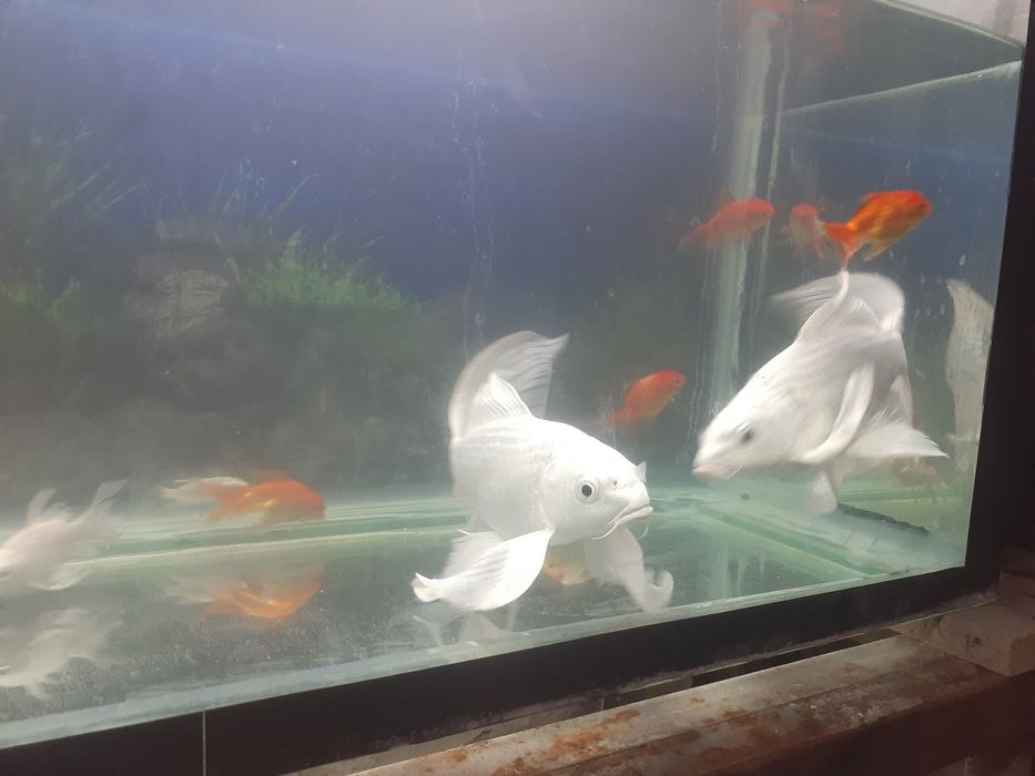 Baliq Koya platinum kichik katta bor