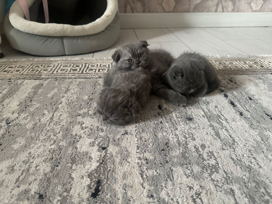 Шотландский вислоухий, котята