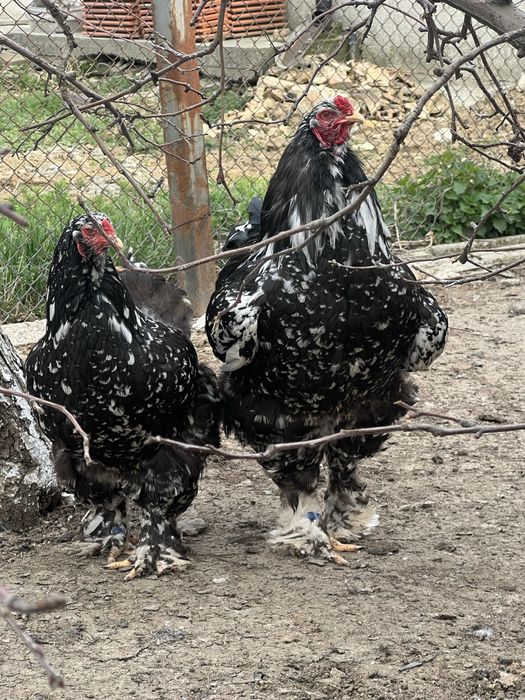 Продавам разплодни яйца от Мозаечна брама [Mottled Brahma]