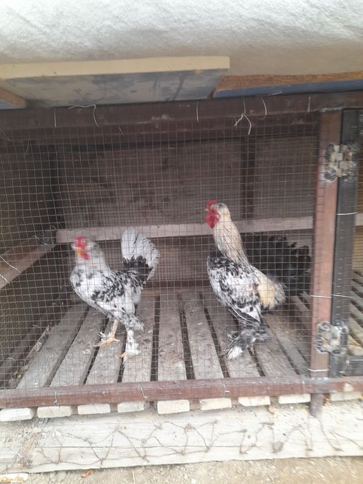 Жас жапон қораздары, 7-айлық..