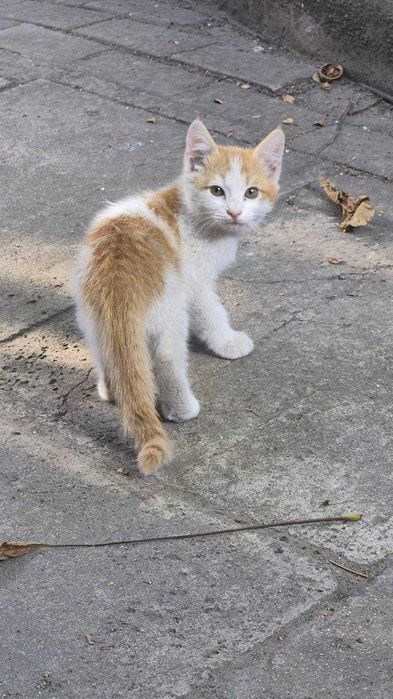 Отдам котят, бесплатно