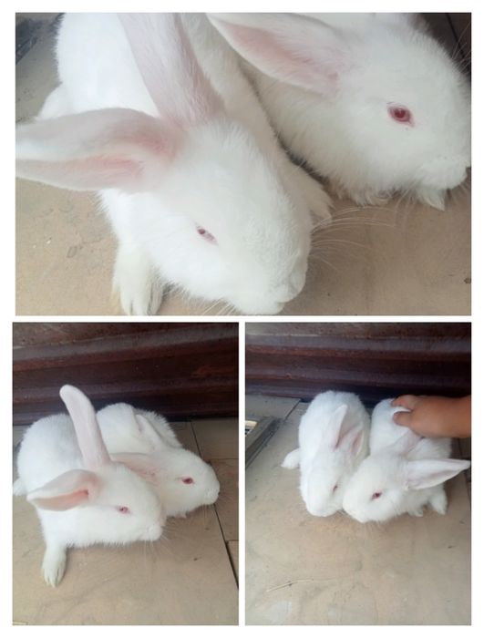 Кролики, одна мать с двумя кроликами