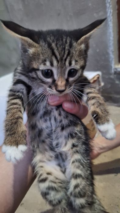 Мушуклар берилади